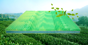 Đệm foam trà xanh